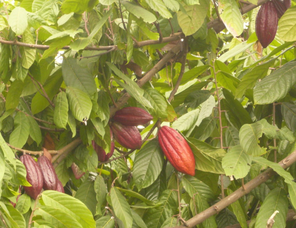 Richesse du cacao en polyphénols Vialesherbes