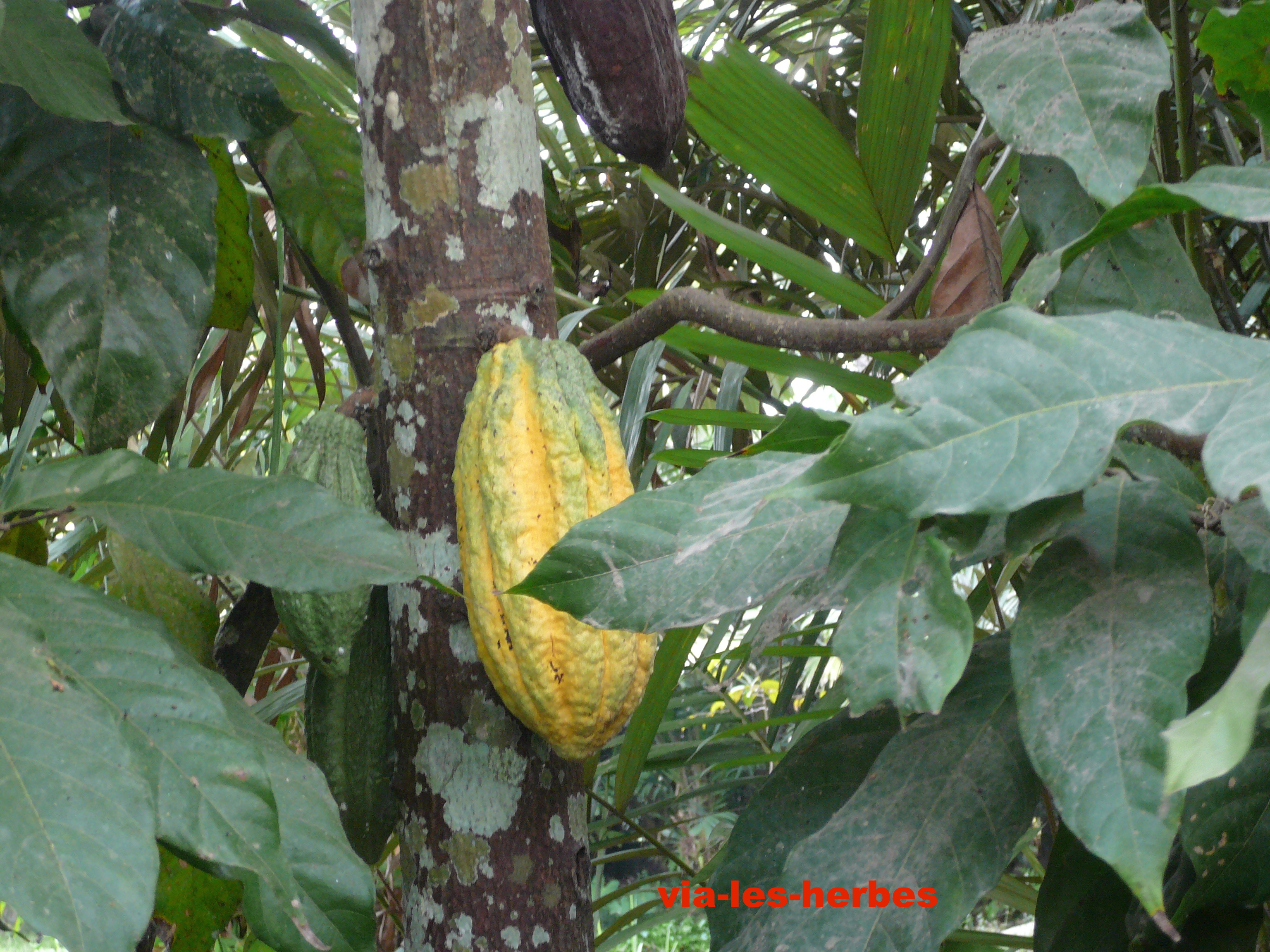 Richesse du cacao en polyphénols Vialesherbes