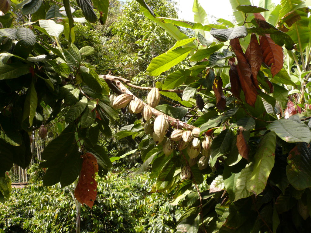 Richesse du cacao en polyphénols Vialesherbes