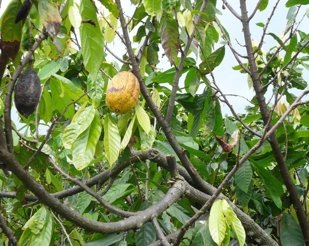 Richesse du cacao en polyphénols Vialesherbes