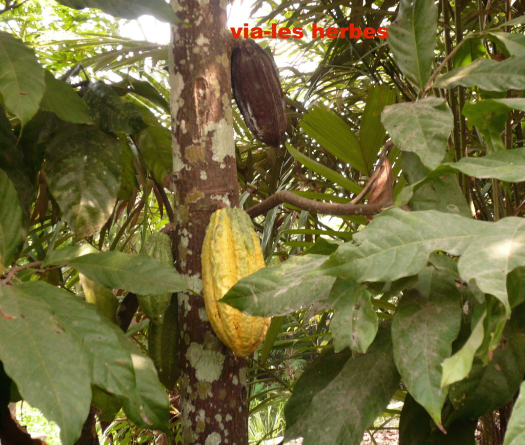 Richesse du cacao en polyphénols Vialesherbes
