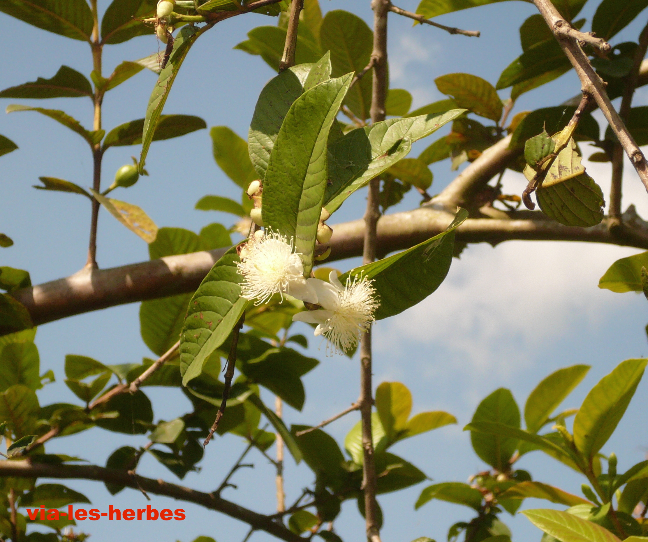 Feuilles De Goyavier Séchées - Pour Laver Et Resserrer L'intimité - Produit Naturel Du Cameroun